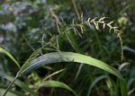 Setaria megaphylla