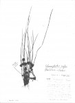 Schoenoplectus roylei