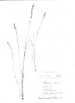 Scleria pergracilis