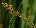 Carex spicato-paniculata