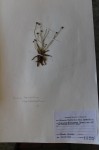 Eriocaulon transvaalicum subsp. tofieldifolium