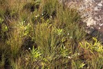 Mesanthemum africanum