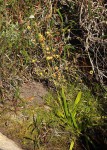 Mesanthemum africanum