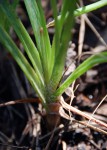 Aloe ballii var. makurupiniensis