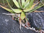 Aloe chabaudii var. chabaudii