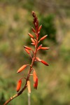 Aloe hazeliana var. hazeliana