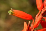 Aloe hazeliana var. hazeliana