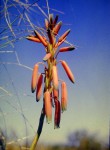 Aloe inyangensis var. kimberleyana