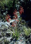 Aloe wildii