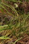 Ornithogalum tenuifolium subsp. tenuifolium
