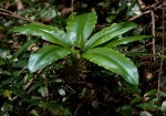 Scadoxus multiflorus subsp. multiflorus