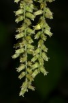 Dioscorea hirtiflora subsp. pedicellata