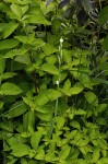 Hesperantha petitiana