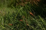 Crocosmia aurea subsp. aurea