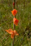 Gladiolus dalenii subsp. dalenii