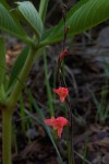 Gladiolus melleri