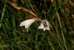 Gladiolus zimbabweensis