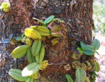 Bulbophyllum elliotii