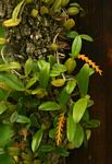 Bulbophyllum fuscum var. melinostachyum