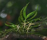 Angraecum cultriforme