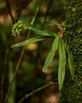 Angraecopsis parviflora