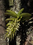 Cyrtorchis praetermissa subsp. praetermissa