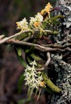 Cyrtorchis praetermissa subsp. praetermissa