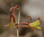 Eulophia penduliflora