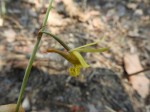 Eulophia penduliflora