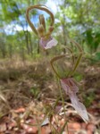Eulophia venulosa