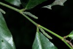 Streblus usambarensis