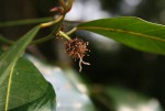Trilepisium madagascariense
