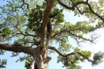 Ficus bussei