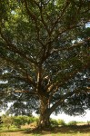 Ficus bussei