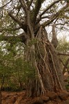 Ficus sansibarica subsp. sansibarica