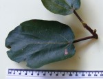 Ficus sycomorus
