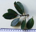 Ficus burkei