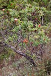Protea caffra subsp. gazensis