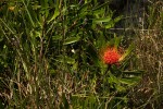 Leucospermum saxosum