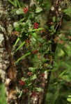 Helixanthera woodii