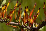 Agelanthus fuellebornii