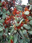 Agelanthus nyasicus