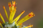 Agelanthus pungu