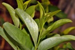 Olax obtusifolia