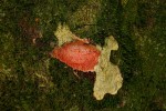 Strombosia scheffleri