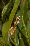 Persicaria senegalensis