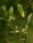 Alternanthera nodiflora