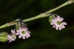 Silene burchellii var. angustifolia