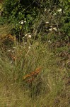 Anemone transvaalensis