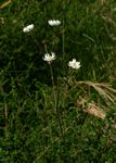Anemone transvaalensis